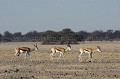 (Antidorcas marsupialis). Pic de la saison sèche. Deception Pan. Central Kalahari Game Reserve. Botswana.  
