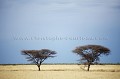 Nxaï Pan Game Reserve.
Botswana Africa 
 Afrique 
 aride 
 Botswana 
 desert 
 dry 
 Kalahari 
 Nxai 
 Pan 
 sable 
 sand 
 sec 
 semi-desert 
 acacias 
 accacias 
 tree 
 arbre 
 deux 
 two 
 sky 
 ciel 
 herbe 