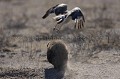 (Mellivora capensis)
Pic de la saison sèche.
Central Kalahari Game Reserve. Botswana
 semi-desert 
 desert 
 Honey Badger 
 Ratel 
 Mellivora 
 capensis 
 mammal 
 mammifere 
 Kalahari 
 animal 
 agressif 
 mustelide 