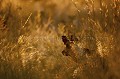 Lycaons. 
(Lycaons pictus)
Nord ouest du Botswana.


 Africa 
 Afrique 
 chien 
 chien peint 
 chien sauvage 
 danger 
 Delta 
 endangered species 
 espece en danger 
 menace 
 Okavango 
 Sauvage 
 zone humide 