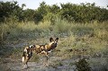 (Lycaons pictus)
Nord ouest du Botswana. 
North-West BOTSWANA

 Africa 
 Afrique 
 chien 
 chien peint 
 chien sauvage 
 danger 
 Delta 
 endangered species 
 espece en danger 
 menace 
 Okavango 
 Sauvage 
 zone humide 