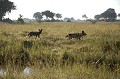 (Lycaons pictus).
Delta de l'Okavango.
Nord ouest du Botswana. 


 Africa 
 Afrique 
 chien 
 chien peint 
 chien sauvage 
 danger 
 Delta 
 endangered species 
 espece en danger 
 menace 
 Okavango 
 Sauvage 
 zone humide 