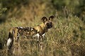 (Lycaons pictus)
Delta de l'Okavango.
Nord ouest du Botswana.


 African Wild Dog 
 Afrique australe 
 bush 
 chasseur 
 Kwando 
 Linyanti 
 Lycaon 
 Lycaon pictus 
 mammal 
 mammifere 
 predateur 
 predator 
 Wild Dog 