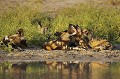 (Lycaons pictus)
Okavango Delta. Botswana.



 African Wild Dog 
 Afrique au 
 bush 
 chasseur 
 dents 
 ii 
 Kwando 
 Linyanti 
 Lycaon 
 Lycaon pictus 
 mammal 
 mammifere 
 predateur 
 predator 
 teeth 
 Wild Dog 