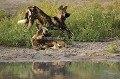 Etirrement de fin de sieste l'après-midi, juste avant la cérémonie de socialisation du groupe.
(Lycaons pictus)
Okavango Delta. Botswana.


 African Wild Dog 
 Afrique au 
 bush 
 chasseur 
 Kwando 
 Linyanti 
 Lycaon 
 Lycaon pictus 
 mammal 
 mammifere 
 predateur 
 predator 
 Wild Dog 