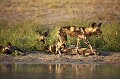 (Lycaons pictus)
Okavango Delta. Botswana.



 African Wild Dog 
 Afrique au 
 bush 
 chasseur 
 Kwando 
 Linyanti 
 Lycaon 
 Lycaon pictus 
 mammal 
 mammifere 
 predateur 
 predator 
 Wild Dog 