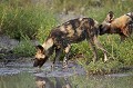 Femelle ALPHA pleine, prête a mettre bas.
(Lycaons pictus) 
Delta de l'Okavango. Botswana.


 African Wild Dog 
 Afrique au 
 bush 
 chasseur 
 Kwando 
 Linyanti 
 Lycaon 
 Lycaon pictus 
 mammal 
 mammifere 
 predateur 
 predator 
 Wild Dog 