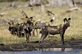 Male (en sombre) en charge de la coordination de la chasse au sein de la meute. C'est l'oncle des jeunes de la première portée (2 ans), c'est le "Killing Machine", toujours en alerte.
(Lycaons pictus)
Nord ouest du Botswana.
North-West BOTSWANA

 Africa 
 African Wild Dog 
 Afrique 
 Afrique australe 
 aride 
 Botswana 
 bush 
 chasseur 
 Delta 
 desert 
 dry 
 Kalahari 
 Kwando 
 Linyanti 
 Lycaon 
 Lycaon pictus 
 mammal 
 mammifere 
 Okavango 
 predateur 
 predator 
 sable 
 sand 
 Sauvage 
 sec 
 semi-desert 
 Southern Africa 
 Wetland 
 Wild Dog 
 Wilderness 
 zone humide 