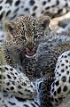 Bébé léopard âgé de six semaines seulement en train de jouer sur sa mère.
(Panthera pardus)
Image recadrée. Afrique du sud 
 Leopard 
 South Africa 
 big five 
 bébé 
 cat 
 cub 
 five 
 félin 
 jeune 
 little five 
 panthera 
 pardus 
 young 