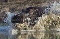 Hippopotame en train de rentrer dans l'eau en courant.
(Hippopotamus amphibius)
Image recadrée. Africa 
 Afrique 
 Afrique du sud 
 Idube 
 Pirvate Game Reserve 
 Sabi Sand 
 South Africa 
Hippopotamus ,
 amphibius,
hippo, 
mammal,
mammifere,
courir,
 