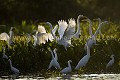 Aigrettes et Herons au petit matin dans les marais du Pantanal.
Brésil. Amerique du sud 
 Brazil 
 Bresil 
 Pantanal 
 South America 
 wetland 
 zone humide,
Heron,
Egret,
white, great,
héron,

 