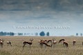 Troupeau de Springboks dans la chaleur de la journée, au coeur du Makgadikgadi Pans National Park. 
(Antidorcas marsupialis)
Désert du Kalahari. Botswana.
Mars 2009. Makgadikgadi,
Pans,
National, Park, 
Antidorcas, 
marsupialis,
Springbok,
antilope,
antelope,
mammal,
mammifère,
Botswana,
Kalahari,
desert,
désert,
voyage,
faune,
fauna,
journey,
Afrique,
Africa,
 