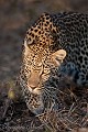 Léopard femelle en chasse. (Panthera pardus). South Africa. Africa 
 Afrique 
 Afrique Australe 
 Afrique du Sud 
 Djuma 
 Sabi Sand 
 South Africa 
 Southern Africa 
 safari 
