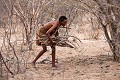 Femme Bushmen ramassant du bois de feu en brousse, dans le désert du Kalahari. Botswana. Botswana 
Bushmen,
 Central Kalahari Desert, 
Kalahari,
femme,
woman,
collecting,
harvesting,
collecte,
ramasser,
cueillir,
récupérer,
feu,
bois,
fire,
wood,
branches,
survie,
population,
tradition,
traditionnelle,
 