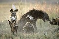 Agression féroce entre une meute de 21 lycaons sur une hyène tachetée (matriarche du groupe).
Nord du Delta de l'Okavango, Botswana
 African,
Wild,
Dog,
Wild Dog,
Lycaon,
Lycaon pictus,
Afrique,
Africa,
mammal,
Hyène,
Hyena,
spotted,
agression,
assault,
fight,
bagarre,
Botswana,
Okavango 