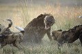 Agression féroce entre une meute de 21 lycaons sur une hyène tachetée (matriarche du groupe).
Nord du Delta de l'Okavango, Botswana
 Lycaon,
Wild,
Dog,
chien,
sauvage,
Lycaon pictus,
pictus,
agression,
Hyène,
Hyena,
spotted,
fight,
Botswana,
Okavango,
 