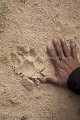 Un guide naturaliste montre une empreinte de jaguar (Panthera onca) sur une plage de rivière. Pantanal. Brésil.
 Brazil 
 Bresil 
 Brésil 
 Pantanal 
 Brazil, 
 Pantanal, 
Rio,
Jaguar,
Panthera, 
onça,
Cuiba,
Pantanal,
guide, 
footprint,
tracks,
empreinte,
traces 