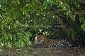 Jaguar sauvage, femelle adulte, pleine, sur les berges de la rivière Cuiaba. Pantanal, Mato Grosso, Brésil.
Cette femelle est appelée BORBOLETTA par les biologistes qui suivent la population de jaguars de cette région (veut dire Papillon en portugais en raison des tahces en forme de papillon sur son front). Borboletta 
 Brazil 
 Bresil 
 Brésil 
 Cuiaba 
 Jaguar 
 Latin 
 Latin America 
 Pantanal 
 Rio 
 South America 
 butterfly 
 cat 
 female 
 femelle 
 félin 
 onca 
 onça 
 palustris 
 papillon 
 pleine 
 pregnant 
 prédator 
 rare 
 river 
 river bank 
 rives 
 rivière 
 tacheté 
 wild 
 écotourisme 
 Brazil, 
 Pantanal, 