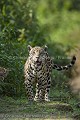 Wild Jaguar.
(Panthera onca palustris)
Pantanal, Rio Cuiba.
Brazil. Amerique du sud 
 Brazil 
 Bresil 
 Brésil 
 Cuiaba 
 Jaguar 
 Pantanal 
 South America 
 Transpantaneira 
 cat 
 félin 
 onca 
 riviere Cuiaba 
 tacheté 
 Brazil, 
 Pantanal, 
 