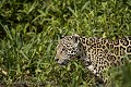 Jaguar sauvage 
(Panthera onca palustris)
Pantanal, Rio Cuiba.
Brazil.
 Amerique du sud 
 Brazil 
 Bresil 
 Brésil 
 Cuiaba 
 Jaguar 
 Pantanal 
 Rio Cuiaba 
 South America 
 Transpantaneira 
 palustris 
 riviere Cuiaba 
 Brazil, 
 Pantanal, 