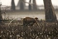Femelle de singe Nasique portan son bébé sous son ventre dans la mangrove a mare basse.
Parc National de Bako. Borneo. Etat du Sarawak, 
(Nasalis larvatus)
Malaisie. Asie 
 Bornéo
équateur
forêt
île
 Malaisie 
 mangrove 
 nasique 
 nez 
 Parc National 
 Parc National de Bako 
 Probocis 
 Sarawak 
 singe 