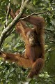 Jeune Orang Outan Individu sauvage, issu d'une mère semi-sauvage remise en liberté.
(Pongo pygmaeus). Borneo. Sarawak. Malaisie. Borneo 
Bornéo
forêt,
 grand singe 
île
 Malaisie 
 mammifère 
mammal,
 Orang Outan 
 pluviale 
 Pongo 
 primate 
 pygmeus 
 singe 
 tropicale ,
singe,
 