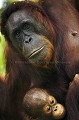 Femelle Orang Outan et son bébé dans les bras.
La mère est semi-sauvage, sont petit est 100 % sauvage, né en totale liberté dans la forêt. (Pongo pygmaeus). Bornéo. Sarawak. Malaisie. Borneo ,
Bornéo,
 grand singe 
 Malaisie 
 mammifere 
 Orang Outan 
 Pongo 
 primate 
 pygmeus ,
bébé, 