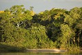 Pantanal Lanscape , Pristine Forest , river and riverbank. - Paysage du Pantanal, la forêt originelle, rivière et plage de sable. Amerique du sud 
 Brazil 
 Bresil 
 Pantanal 
 Piquiri 
 Rio 
 South America 
 river 
 riviere 
 rivière 
 Brésil, 
 Pantanal, 