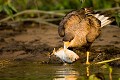 Caracara huppé (Polyborus plancus) en train de manger un poisson mort (un piranha) au bord d'une rivière. 
Marais du Pantanal. Brésil. Brazil 
 Bresil 
 Brésil 
 Pantanal ,
Polyborus,
plancus,
Crested,
Cararaca,
huppé,
oiseau,
rapace,
poisson,
piranha,
 