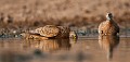 Ganga de Burchell venant boire a un point d'eau dans le desert du Kalahari Central. (Pterocles burchelli). Botswana. Botswana, 
birds, 
oiseaux, 
Botswana, 
Central,
Kalahari ,
Desert, 
Ganga,
Sand,
Grouse,
Burchell,
Pterocles,
burchelli,
 
