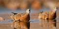 Ganga de Burchell venant boire a un point d'eau dans le desert du Kalahari Central. (Pterocles burchelli). Botswana. Botswana 
 birds 
 oiseaux 
 Botswana, 
 Central Kalahari Desert, 
Botswana, 
birds, 
oiseaux, 
Botswana, 
Central,
Kalahari ,
Desert, 
Ganga,
Sand,
Grouse,
Burchell,
Pterocles,
burchelli,
 