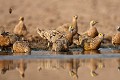 Ganga de Burchell venant boire a un point d'eau dans le desert du Kalahari Central. (Pterocles burchelli). Botswana. Botswana 
 birds 
 oiseaux 
 Botswana, 
 Central Kalahari Desert, 
Botswana, 
birds, 
oiseaux, 
Botswana, 
Central,
Kalahari ,
Desert, 
Ganga,
Sand,
Grouse,
Burchell,
Pterocles,
burchelli,
 