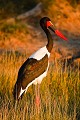 Saddle-Billed Stork - Jabiru africain. (Ephippiorhynchus senegalensis). Okavango Delta. Botswana. 
 Ephippiorhynchus 
 Jabiru 
 Saddle 
 Stork 
 beak 
 bec 
 bill 
 billed 
 coloré 
 rouge 
 senegalensis 
 verticale  