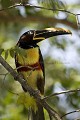 Araçari à oreillons roux / Chestnut-eared Araçari
(Pteroglossus castanodis)
Piciformes - Fam. Ramphastidea
Pantanal.
Brazil  