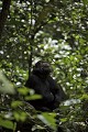 Chimpanzé sauvage. Wild Chimpanze.
(Pan troglodytes schweinfurthi)
Foret du Parc National de Kibale. Ouganda,
 Pan troglodytes 
 scheinfurthi 
 Afrique 
 Africa 
 mammifere 
 mammal 
 Kibale 
 forest 
 foret 
 Parc National 
 National Park 
 singe 
 grand singe 
 Ape 
 Great Ape 
 chimpanze 
 chimpanzee 
 chimp 
 animal 
 espece 
 OUGANDA - Uganda, 
 KIbale National Park, 