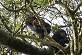 Jeune Chimpanze sauvage en train de se nourrir dans un grand figuier.
(Pan troglodytes schweinfurthi)
Foret du Parc National de Kibale. Ouganda,
 Pan troglodytes 
 scheinfurthi 
 Afrique 
 Africa 
 mammifere 
 mammal 
 Kibale 
 forest 
 foret 
 Parc National 
 National Park 
 singe 
 grand singe 
 Ape 
 Great Ape 
 chimpanze 
 chimpanzee 
 chimp 
 animal 
 espece 
 OUGANDA ,
Uganda, 
figuier,
 