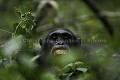 Chimpanzé sauvage.
(Pan troglodytes schweinfurthi)
Foret du Parc National de Kibale. Ouganda,
 Pan troglodytes 
 scheinfurthi 
 Afrique 
 Africa 
 mammifere 
 mammal 
 Kibale 
 forest 
 foret 
 Parc National 
 National Park 
 singe 
 grand singe 
 Ape 
 Great Ape 
 chimpanze 
 chimpanzee 
 chimp 
 animal 
 espece 
 OUGANDA - Uganda, 