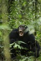 Chimpanzés sauvages.
(Pan troglodytes schweinfurthi)
Foret du Parc National de Kibale. Ouganda,
 Pan troglodytes 
 scheinfurthi 
 Afrique 
 Africa 
 mammifere 
 mammal 
 Kibale 
 forest 
 foret 
 Parc National 
 National Park 
 singe 
 grand singe 
 Ape 
 Great Ape 
 chimpanze 
 chimpanzee 
 chimp 
 animal 
 espece 
 OUGANDA - Uganda, 