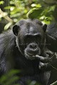 Chimpanzé sauvage.
(Pan troglodytes schweinfurthi)
Foret du Parc National de Kibale. Ouganda, Pan troglodytes 
 scheinfurthi 
 Afrique 
 Africa 
 mammifere 
 mammal 
 Kibale 
 forest 
 foret 
 Parc National 
 National Park 
 singe 
 grand singe 
 Ape 
 Great Ape 
 chimpanze 
 chimpanzee 
 chimp 
 animal 
 espece 
 OUGANDA - Uganda, 