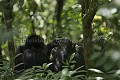 Chimpanzés sauvages. 
(Pan troglodytes schweinfurthi)
Foret du Parc National de Kibale. Ouganda,
 Pan troglodytes 
 scheinfurthi 
 Afrique 
 Africa 
 mammifere 
 mammal 
 Kibale 
 forest 
 foret 
 Parc National 
 National Park 
 singe 
 grand singe 
 Ape 
 Great Ape 
 chimpanze 
 chimpanzee 
 chimp 
 animal 
 espece 
 OUGANDA - Uganda, 