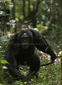 Chimpanzé sauvage. 
Mâle adulte (beta) en train de charger d'autres chimpanzés d'un autre groupe. Démonstration de force en lançant un morceau de branche pris au sol en courant et criant.
(Pan troglodytes schweinfurthi).
Foret du Parc National de Kibale. Ouganda.
 Pan troglodytes 
 scheinfurthi 
 Afrique 
 Africa 
 mammifere 
 mammal 
 Kibale 
 forest 
 foret 
 Parc National 
 National Park 
 singe 
 grand singe 
 Ape 
 Great Ape 
 chimpanze 
 chimpanzee 
 chimp 
 animal 
 espece 
 OUGANDA - Uganda, 
