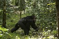 Chimpanzé sauvage.
Mâle adulte non dominant en train de charger d'autres chimpanzés d'un autre groupe. 
(Pan troglodytes schweinfurthi)
Foret du Parc National de Kibale. Ouganda.
 Pan troglodytes 
 scheinfurthi 
 Afrique 
 Africa 
 mammifere 
 mammal 
 Kibale 
 forest 
 foret 
 Parc National 
 National Park 
 singe 
 grand singe 
 Ape 
 Great Ape 
 chimpanze 
 chimpanzee 
 chimp 
 animal 
 espece 
 OUGANDA - Uganda, 