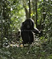 Chimpanzé sauvage. 
Mâle adulte en train de charger d'autres chimpanzés d'un autre groupe. Démonstration de force en lançant un morceau de branche pris au sol en courant et criant.
Série de 7 images.
(Pan troglodytes schweinfurthi).
Foret du Parc National de Kibale. Ouganda.
 Pan troglodytes 
 scheinfurthi 
 Afrique 
 Africa 
 mammifere 
 mammal 
 Kibale 
 forest 
 foret 
 Parc National 
 National Park 
 singe 
 grand singe 
 Ape 
 Great Ape 
 chimpanze 
 chimpanzee 
 chimp 
 animal 
 espece 
 OUGANDA - Uganda, 