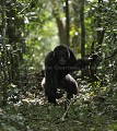 Chimpanzé sauvage. 
Mâle adulte en train de charger d'autres chimpanzés d'un autre groupe. Démonstration de force en lançant un morceau de branche pris au sol en courant et criant.
Série de 7 images.

 Pan troglodytes 
 scheinfurthi 
 Afrique 
 Africa 
 mammifere 
 mammal 
 Kibale 
 forest 
 foret 
 Parc National 
 National Park 
 singe 
 grand singe 
 Ape 
 Great Ape 
 chimpanze 
 chimpanzee 
 chimp 
 animal 
 espece 
 OUGANDA - Uganda, 