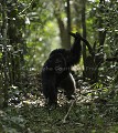 Chimpanzé sauvage.

Male adulte en train de charger d'autres chimpanzés d'un autre groupe. Demonstration de force en lançant un morceau de branche pris au sol en courant et criant.
Serie de 7 images. Pan troglodytes 
 scheinfurthi 
 Afrique 
 Africa 
 mammifere 
 mammal 
 Kibale 
 forest 
 foret 
 Parc National 
 National Park 
 singe 
 grand singe 
 Ape 
 Great Ape 
 chimpanze 
 chimpanzee 
 chimp 
 animal 
 espece 
 OUGANDA - Uganda, 