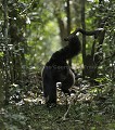 Chimpanzé sauvage.

Mâle adulte en train de charger d'autres chimpanzés d'un autre groupe. Démonstration de force en lançant un morceau de branche pris au sol en courant et criant.
Série de 7 images.

 Pan troglodytes 
 scheinfurthi 
 Afrique 
 Africa 
 mammifere 
 mammal 
 Kibale 
 forest 
 foret 
 Parc National 
 National Park 
 singe 
 grand singe 
 Ape 
 Great Ape 
 chimpanze 
 chimpanzee 
 chimp 
 animal 
 espece 
 OUGANDA - Uganda, 
