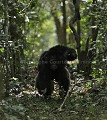 Chimpanzé sauvage.
Mâle adulte en train de charger d'autres chimpanzés d'un autre groupe. Démonstration de force en lançant un morceau de branche pris au sol en courant et criant.
Série de 7 images.

 Pan troglodytes 
 scheinfurthi 
 Afrique 
 Africa 
 mammifere 
 mammal 
 Kibale 
 forest 
 foret 
 Parc National 
 National Park 
 singe 
 grand singe 
 Ape 
 Great Ape 
 chimpanze 
 chimpanzee 
 chimp 
 animal 
 espece 
 OUGANDA - Uganda, 