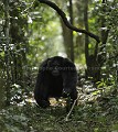 Chimpanze sauvage. 

Mâle adulte en train de charger d'autres chimpanzés d'un autre groupe. Demonstration de force en lançant un morceau de branche pris au sol en courant et criant.
Serie de 7 images.

 Pan troglodytes 
 scheinfurthi 
 Afrique 
 Africa 
 mammifere 
 mammal 
 Kibale 
 forest 
 foret 
 Parc National 
 National Park 
 singe 
 grand singe 
 Ape 
 Great Ape 
 chimpanze 
 chimpanzee 
 chimp 
 animal 
 espece 
 OUGANDA - Uganda, 