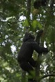 Chimpanze sauvage. Wild Chimpanzes.
(Pan troglodytes schweinfurthi)
Foret du Parc National de Kibale. Ouganda,
Kibale National Park. Uganda, 
 Pan troglodytes 
 scheinfurthi 
 Afrique 
 Africa 
 mammifere 
 mammal 
 Kibale 
 forest 
 foret 
 Parc National 
 National Park 
 singe 
 grand singe 
 Ape 
 Great Ape 
 chimpanze 
 chimpanzee 
 chimp 
 animal 
 espece 
 OUGANDA - Uganda,  