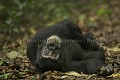Chimpanze sauvage. Male en train de se reposer au sol en journee. 
Wild Chimpanzee having at rest on the ground.
(Pan troglodytes schweinfurthi)
Foret du Parc National de Kibale. Ouganda,
Kibale National Park. Uganda. 
 Pan troglodytes 
 scheinfurthi 
 Afrique 
 Africa 
 mammifere 
 mammal 
 Kibale 
 forest 
 foret 
 Parc National 
 National Park 
 singe 
 grand singe 
 Ape 
 Great Ape 
 chimpanze 
 chimpanzee 
 chimp 
 animal 
 espece 
 OUGANDA - Uganda, 
 KIbale National Park,  